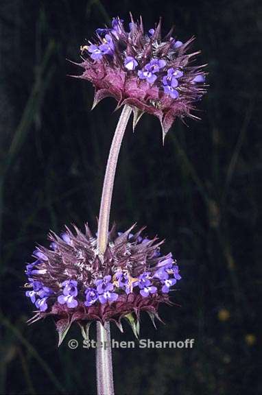 salvia columbariae 4 graphic